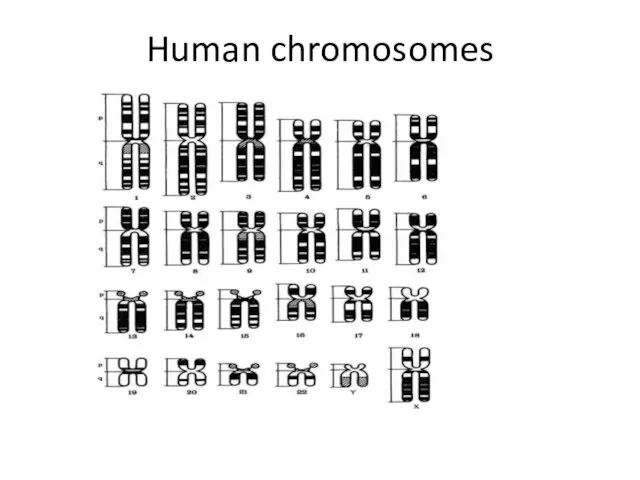 Human chromosomes