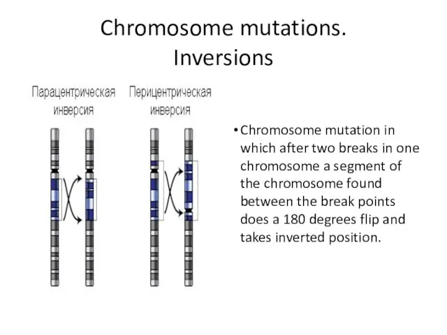 Chromosome mutations. Inversions Chromosome mutation in which after two breaks in