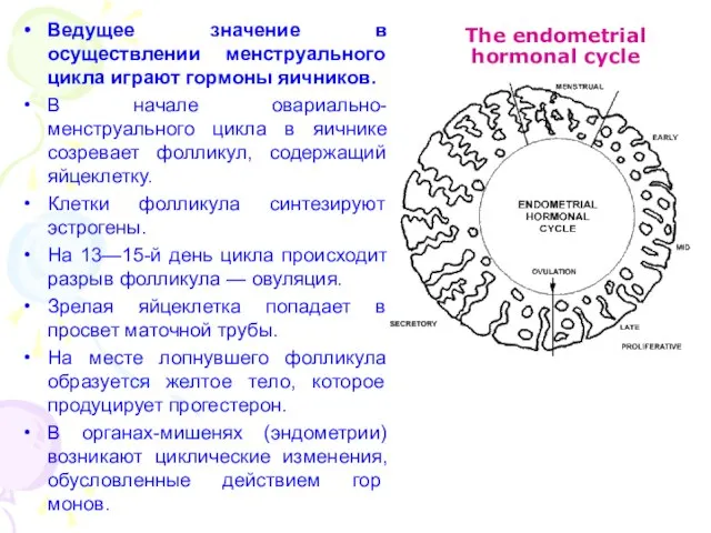 The endometrial hormonal cycle Ведущее значение в осуществлении менструального цикла играют