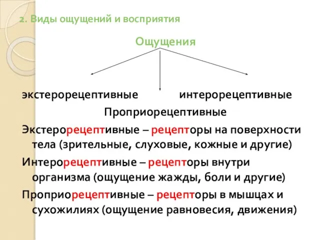 2. Виды ощущений и восприятия Ощущения экстерорецептивные интерорецептивные Проприорецептивные Экстерорецептивные –