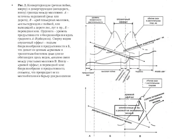 Рис. 2. Конвергирующие (речная пойма, вверху) и дивергирующие (автодорога, внизу) границы