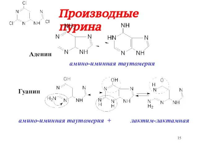 Производные пурина Аденин Гуанин лактим-лактамная амино-иминная таутомерия амино-иминная таутомерия +