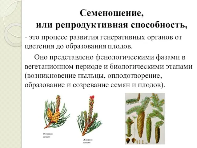 Семеношение, или репродуктивная способность, - это процесс развития генеративных органов от