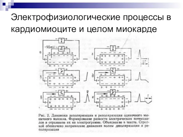 Электрофизиологические процессы в кардиомиоците и целом миокарде