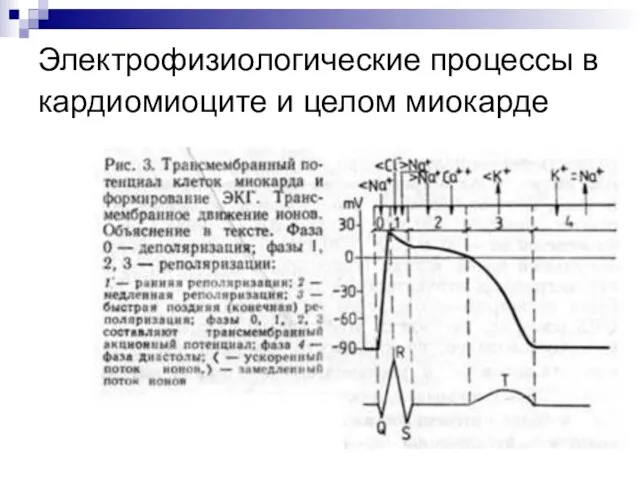 Электрофизиологические процессы в кардиомиоците и целом миокарде