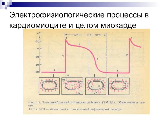 Электрофизиологические процессы в кардиомиоците и целом миокарде