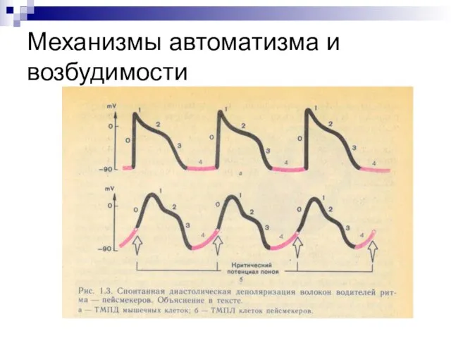 Механизмы автоматизма и возбудимости