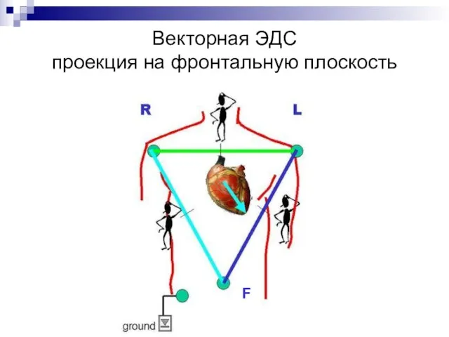 Векторная ЭДС проекция на фронтальную плоскость