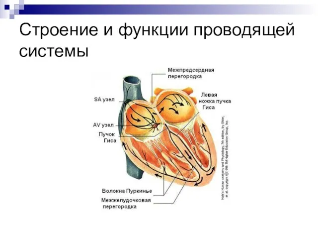 Строение и функции проводящей системы