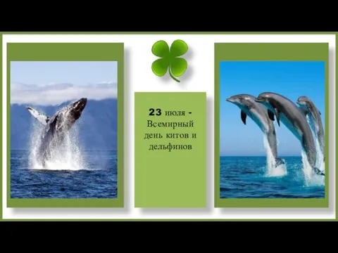 23 июля - Всемирный день китов и дельфинов