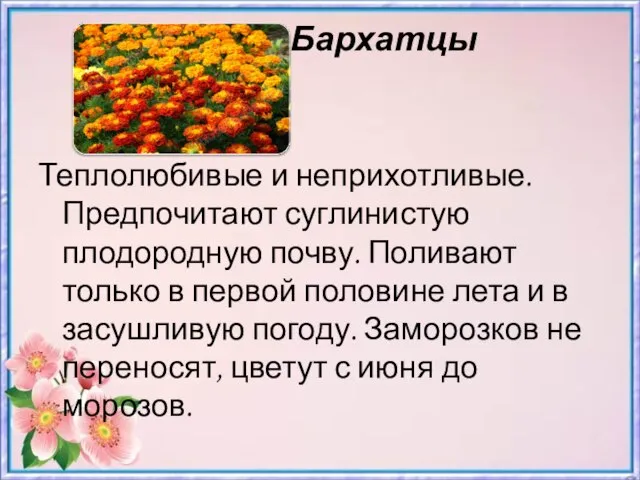 Бархатцы Теплолюбивые и неприхотливые. Предпочитают суглинистую плодородную почву. Поливают только в