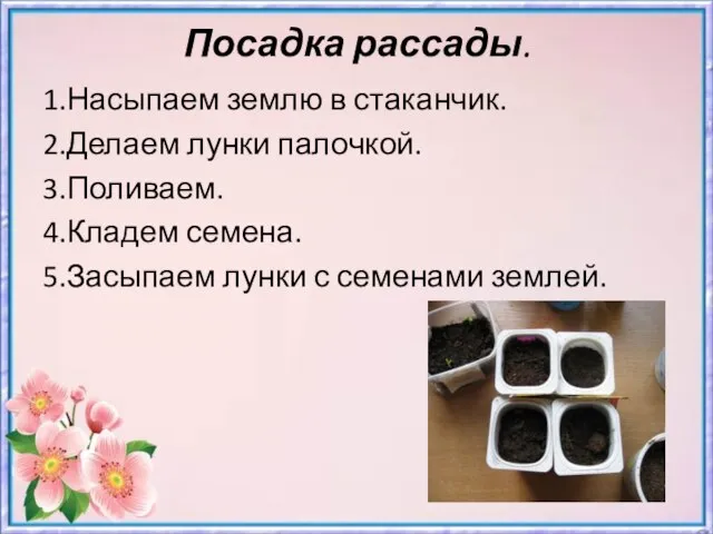 Посадка рассады. 1.Насыпаем землю в стаканчик. 2.Делаем лунки палочкой. 3.Поливаем. 4.Кладем