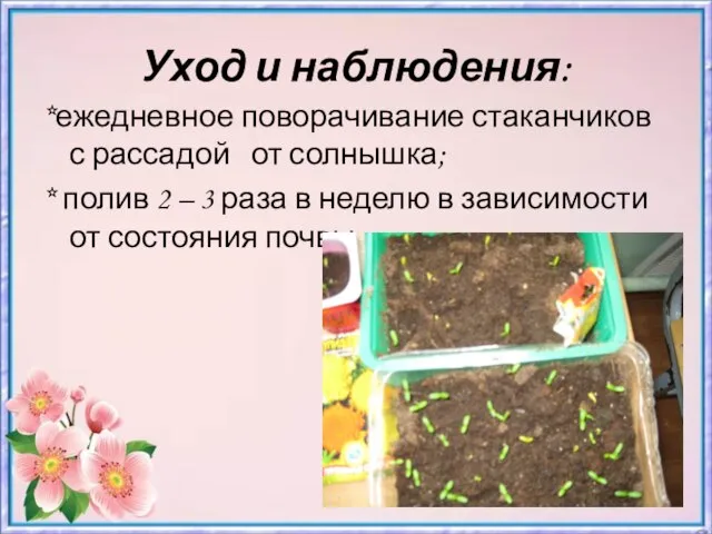 Уход и наблюдения: *ежедневное поворачивание стаканчиков с рассадой от солнышка; *