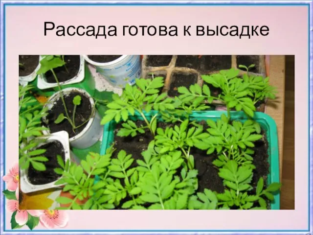 Рассада готова к высадке