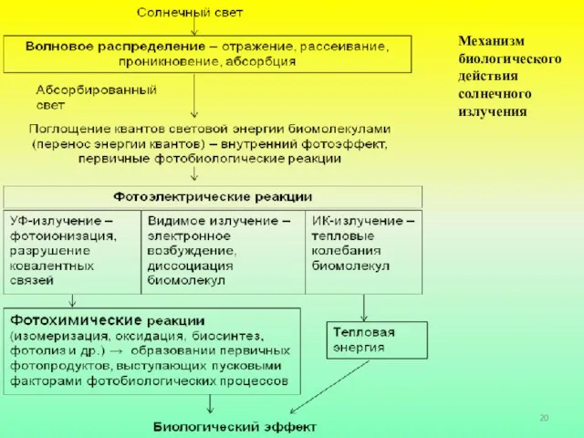 Механизм биологического действия солнечного излучения