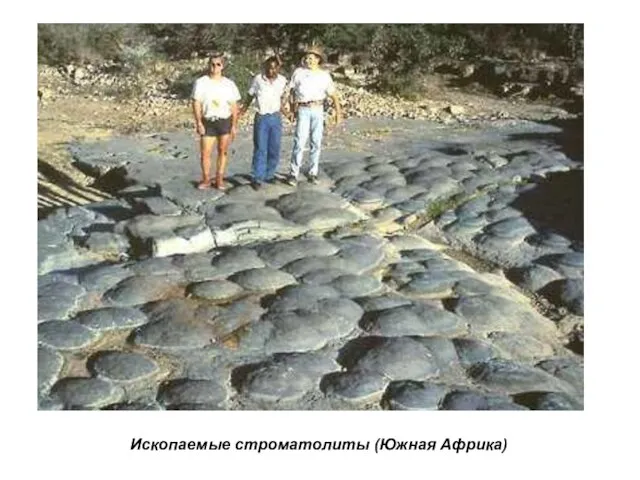 Ископаемые строматолиты (Южная Африка)