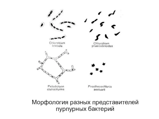 Морфология разных представителей пурпурных бактерий
