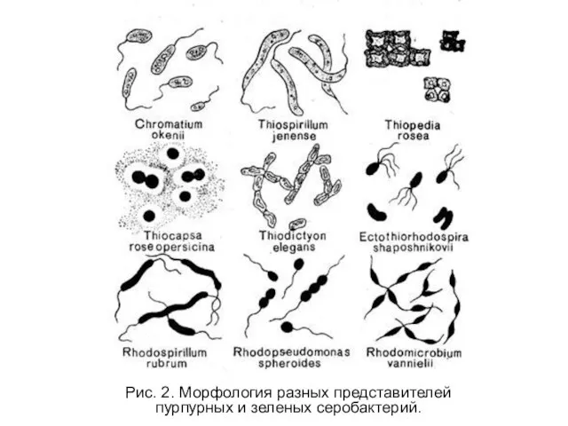 Рис. 2. Морфология разных представителей пурпурных и зеленых серобактерий.