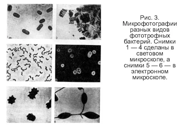 Рис. 3. Микрофотографии разных видов фототрофных бактерий. Снимки 1 — 4