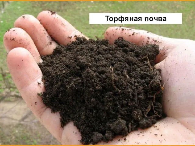 Торфяная почва