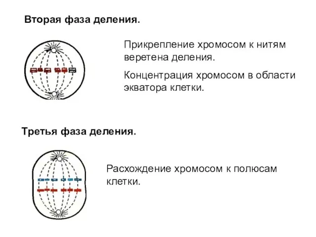 Вторая фаза деления. Прикрепление хромосом к нитям веретена деления. Концентрация хромосом