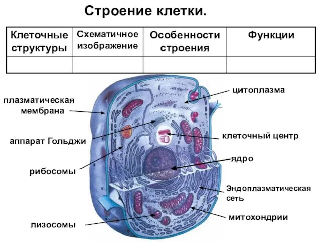 Строение клетки. ядро плазматическая мембрана цитоплазма митохондрии Эндоплазматическая сеть аппарат Гольджи клеточный центр рибосомы лизосомы