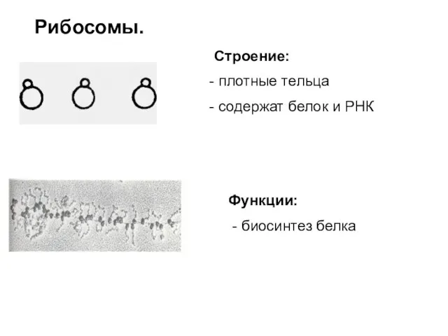 Рибосомы. Строение: плотные тельца содержат белок и РНК Функции: - биосинтез белка