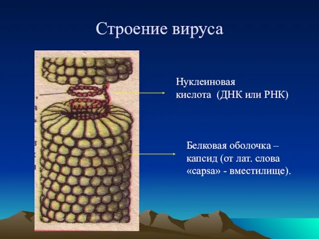 Строение вируса Нуклеиновая кислота (ДНК или РНК) Белковая оболочка – капсид