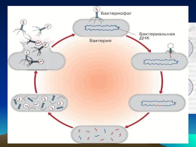 Вирус изменяет обмен веществ клетки, направляя всю ее деятельность на производство