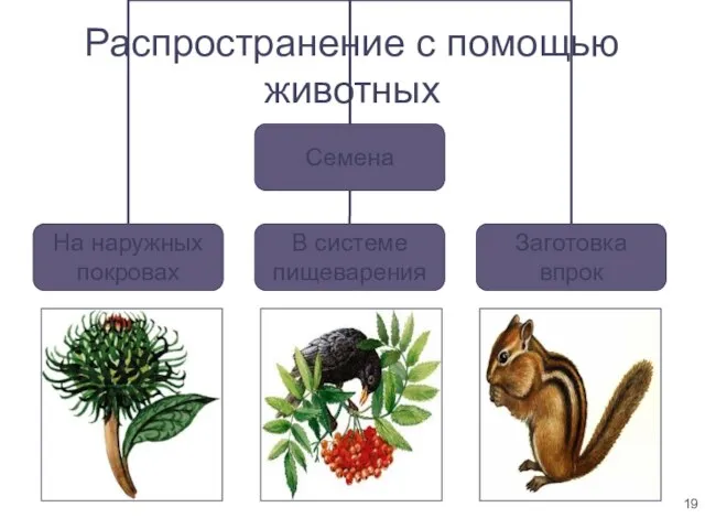 Распространение с помощью животных