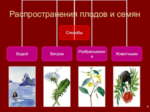 Распространения плодов и семян