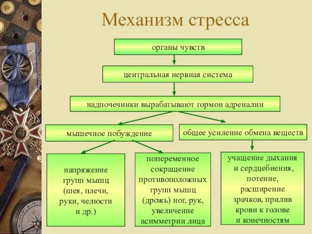 Механизм стресса органы чувств центральная нервная система надпочечники вырабатывают гормон адреналин