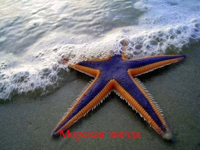 Морская звезда