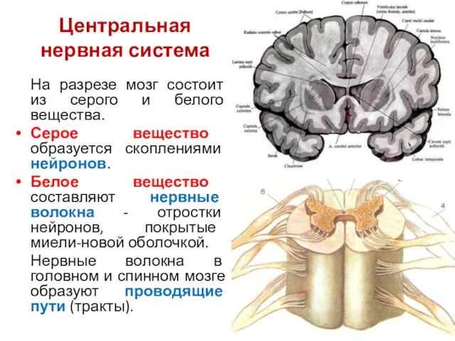 Центральная нервная система На разрезе мозг состоит из серого и белого