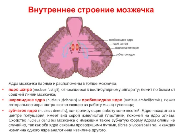 Внутреннее строение мозжечка Ядра мозжечка парные и расположены в толще мозжечка: