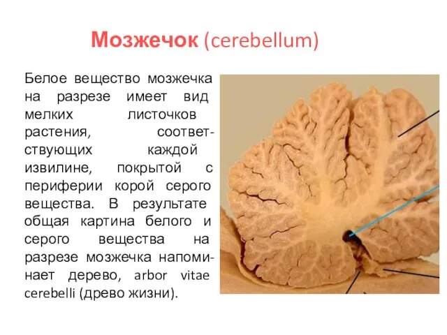 Мозжечок (cerebellum) Белое вещество мозжечка на разрезе имеет вид мелких листочков