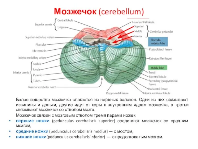 Мозжечок (cerebellum) Белое вещество мозжечка слагается из нервных волокон. Одни из