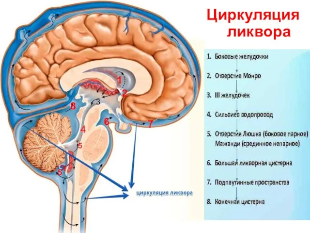 Циркуляция ликвора 1 2 3 4 5 5 6 7 8