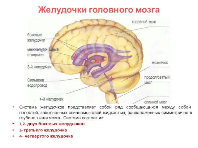 Желудочки головного мозга Система желудочков представляет собой ряд сообщающихся между собой