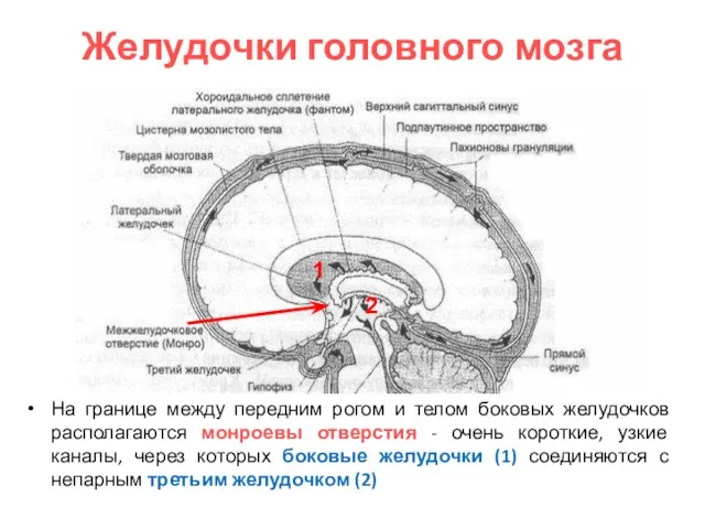 Желудочки головного мозга На границе между передним рогом и телом боковых