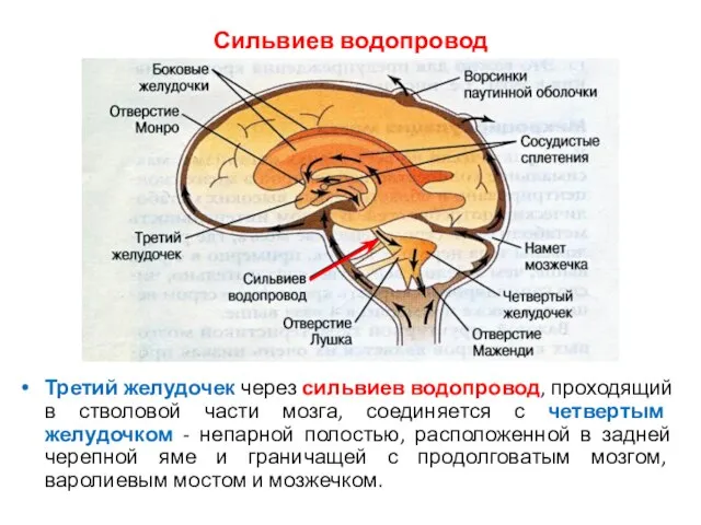 Сильвиев водопровод Третий желудочек через сильвиев водопровод, проходящий в стволовой части