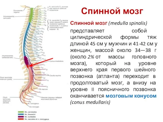 Спинной мозг (medulla spinalis) представляет собой цилиндрической формы тяж длиной 45