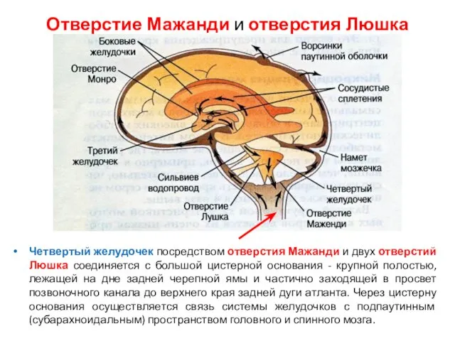 Отверстие Мажанди и отверстия Люшка Четвертый желудочек посредством отверстия Мажанди и