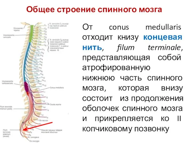 От conus medullaris отходит книзу концевая нить, filum terminale, представляющая собой