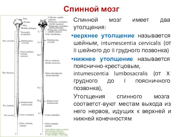 Спинной мозг имеет два утолщения: верхнее утолщение называется шейным, intumescentia cervicalis