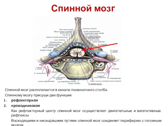 Спинной мозг располагается в канале позвоночного столба. Спинному мозгу присущи две