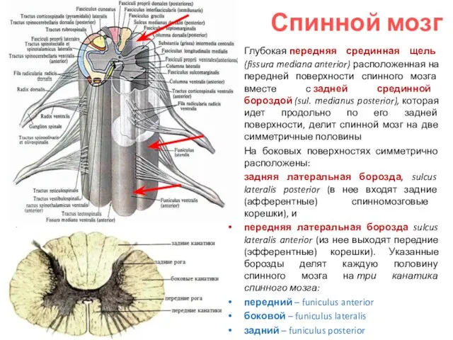 Глубокая передняя срединная щель (fissura mediana anterior) расположенная на передней поверхности