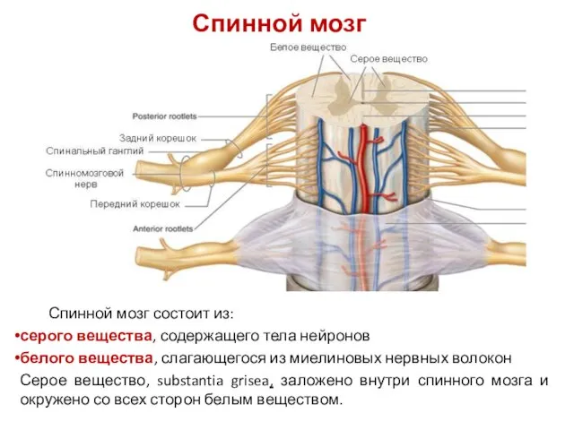 Спинной мозг состоит из: серого вещества, содержащего тела нейронов белого вещества,