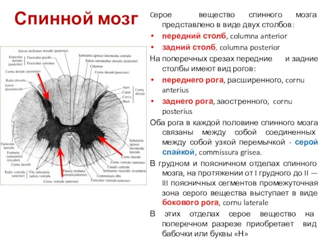 Cерое вещество спинного мозга представлено в виде двух столбов: передний столб,