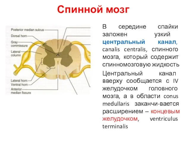 В середине спайки заложен узкий центральный канал, canalis centralis, спинного мозга,